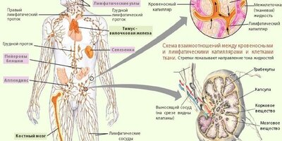 Що таке лімфатична система і для чого вона потрібна