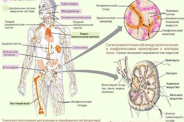 Что такое лимфатическая система и для чего она нужна