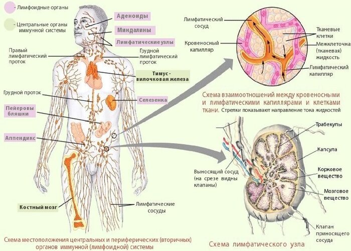 Що таке лімфатична система і для чого вона потрібна